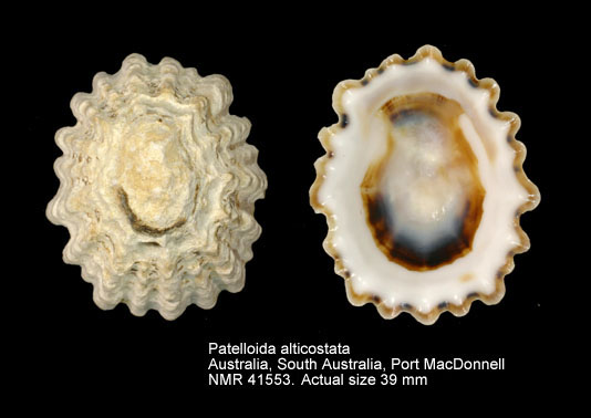 Patelloida alticostata.jpg - Patelloida alticostata(Angas,1865)
